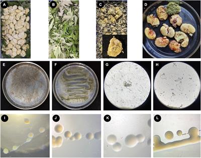 Polymethoxylated flavones from the leaves of Vitex negundo have fungal-promoting and antibacterial activities during the production of broad bean koji